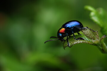 This photograph captures the Blue Milkweed Beetle (Chrysochus pulcher Baly) from the family Chrysomelidae. It features a striking metallic blue body with reddish-orange head and thorax.