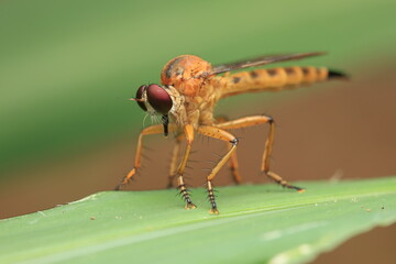 Photograph captures the silent intensity of a predator at rest. The Robber Fly sits poised on a green leaf, embodying patience. Its calm exterior contrasts with its fierce predatory nature,