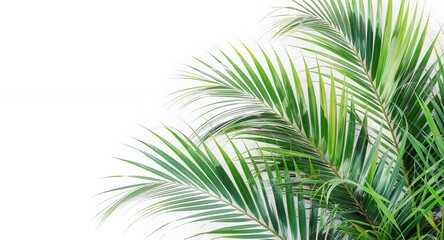 Fototapeta premium Tropical Palm Fronds on White Background Perfect for Summer Designs, Invitations, and More