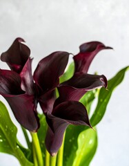 Dark burgundy Calla lilies in close-up