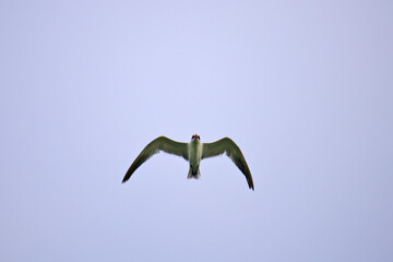 A small tern-like bird soars gracefully through a clear, pale blue sky, its light-colored plumage contrasting with its dark head and beak, showcasing elegant flight.