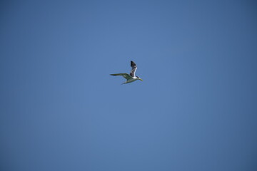 A small tern-like bird soars gracefully through a clear, pale blue sky, its light-colored plumage contrasting with its dark head and beak, showcasing elegant flight.
