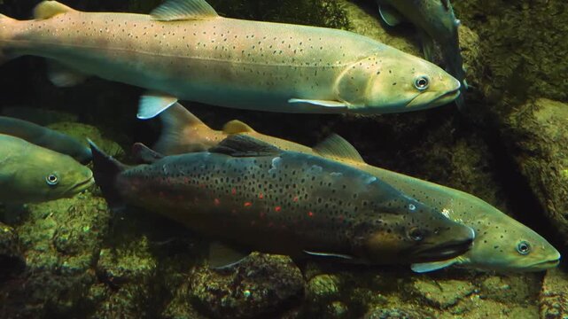 Close up of a large trout underwater ina river floating in the tide
