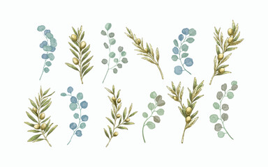 Watercolor Eucalyptus and Olive Leaves Elegant Botanical Design Perfect For Wedding