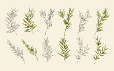 Olive Botanical Illustration Hand Drawn Line Art with Watercolor Style