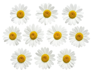 Close-up of twelve daisy flowers arranged in a symmetrical pattern.  Each daisy is a vibrant white with a bright yellow center.  The petals are defined by a crisp outline
