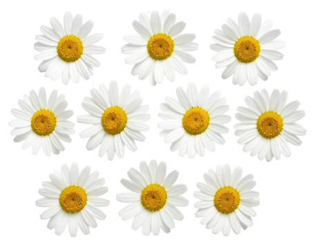 Close-up of twelve daisy flowers arranged in a symmetrical pattern.  Each daisy is a vibrant white with a bright yellow center.  The petals are defined by a crisp outline