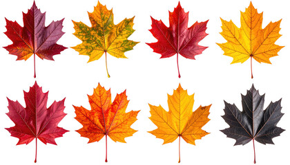 Fototapeta premium Nine vibrant autumn maple leaves in various shades of red, orange, yellow, and brown, arranged in a grid pattern against a black background. 