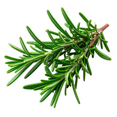 Fototapeta premium Fresh rosemary sprig close-up