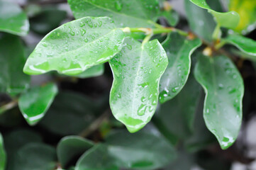 ficus pumila or climbing fig or MORACEAE and rain droplet