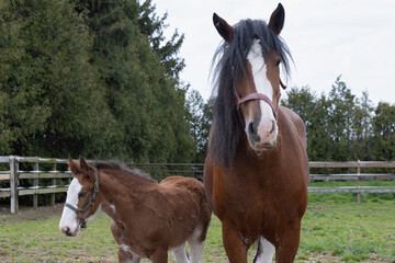 Obraz premium Clydesdale Mare with Foal in Paddock, Equus ferus caballus Close-Up on Draft Horse and Young Colt Outdoors
