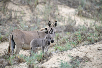 A heartwarming scene featuring two donkeys, likely a mother and her foal, standing amidst dry grasses and sandy terrain. The younger donkey gazes forward, while the adult stands watchfully behind it.