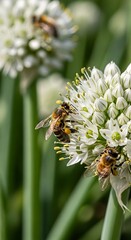 Close-up view of honeybees pollinating a cluster of white flowers, showcasing delicate details and vibrant colors.