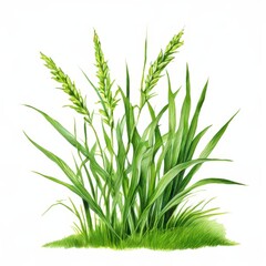 an AI Image Generator, Detailed Artistic Illustration of Wheat Plants