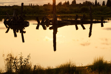 Angled view of a stand of dead tree trunks in a still wetland pond at dusk, the water's surface showing rippled reflections in the yellow light. 