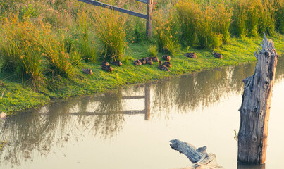Small flock of ducks nestled near the edge of pond in a wetland area, with tall redds growing behind and reflected in the still water. 