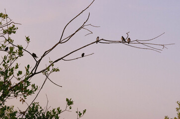Low angle view of several small birds perched on bare branch, mostly in silhouette at dusk.