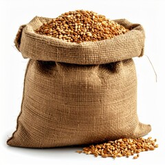 Burlap Sack Full of Wheat Grain Isolated on White Background in Studio Lighting