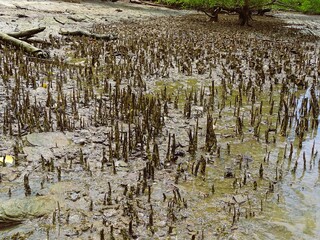 The unique root adaptations of the Sonneratia mangrove are visible at low tide on mudflats.