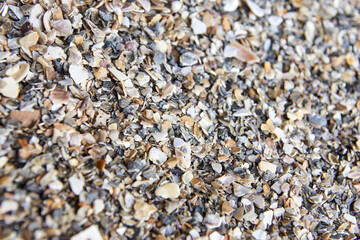 Close-up of crushed seashells on a beach with varied textures and natural colors.