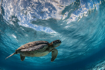 Obraz premium Underwater view of a graceful sea turtle swimming through clear blue ocean waters.