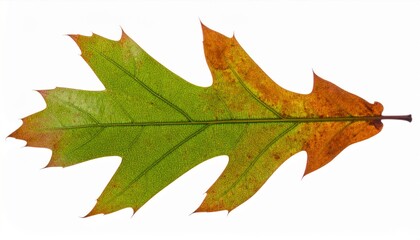 Obraz premium Close Up of a Variegated Oak Leaf with Yellow and Green on a White Background