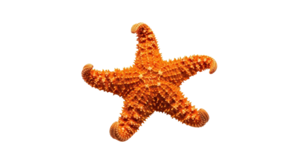 Orange starfish five arms on sea isolated PNG with Transparent Background