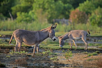 Donkeys, domesticated equids related to horses, are known for their long ears, distinctive bray, and resilience in arid environments. They are intelligent, social, and widely used as pack animals.