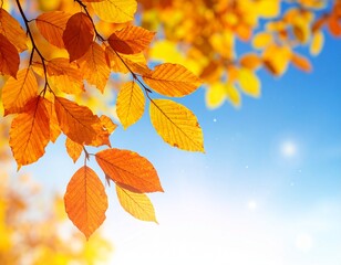 美しい秋の紅葉の葉っぱのクローズアップと青空