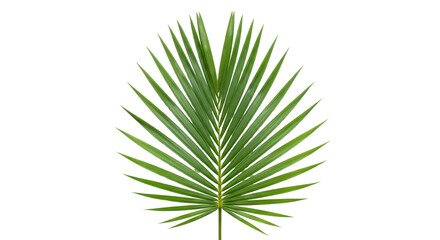 Obraz premium Green palm leaf fan shape isolated PNG with Transparent Background
