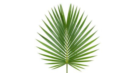 Green palm leaf fan shape isolated PNG with Transparent Background