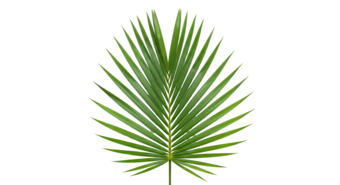 Green palm leaf fan shape isolated PNG with Transparent Background