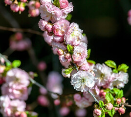 beautiful sakura blossomed in the city garden