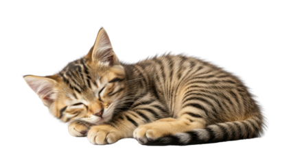 Sleeping tabby kitten isolated PNG with Transparent Background