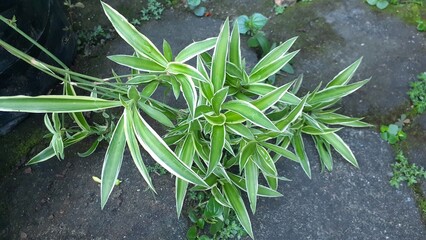 Lili paris (Chlorophytum comosum) or Spider plant in the garden. Also known as common spider plant,...