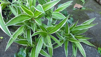 Lili paris (Chlorophytum comosum) or Spider plant in the garden. Also known as common spider plant,...