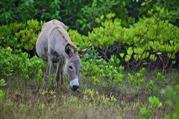 Donkeys, domesticated equids related to horses, are known for their long ears, distinctive bray, and resilience in arid environments. They are intelligent, social, and widely used as pack animals.