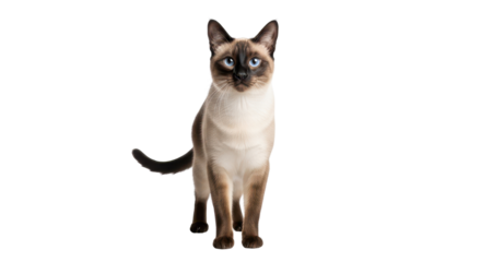 Siamese cat portrait looking at camera isolated PNG with Transparent Background