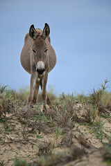 Donkeys, domesticated equids related to horses, are known for their long ears, distinctive bray, and resilience in arid environments. They are intelligent, social, and widely used as pack animals.