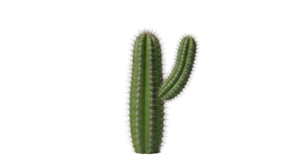 Tall green cactus succulent plant with one arm isolated PNG with Transparent Background