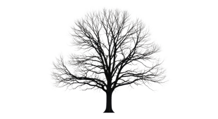 Black silhouette of a bare leafless winter tree isolated PNG with Transparent Background