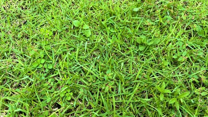 green grass background