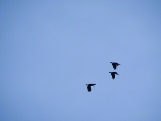 Three Rhyticeros undulatus birds flying above the blue sky.