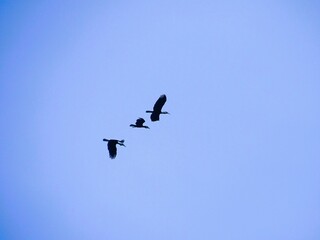 Three Rhyticeros undulatus birds flying above the blue sky.