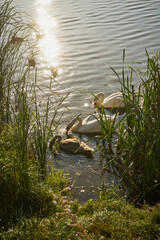 łabędzie,ptaki,jezioro, zalew, woda, zbiornik wodny, kąpielisko © Marcin Łazarczyk