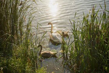 łabędzie,ptaki,jezioro, zalew, woda, zbiornik wodny, kąpielisko © Marcin Łazarczyk