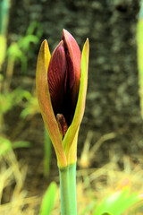Lily bud beginning to open into flower