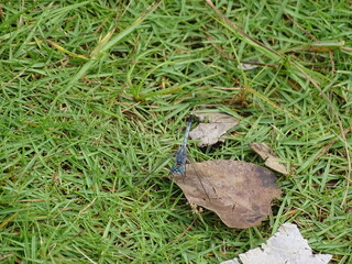 An Anisoptera is perched on the leaves.