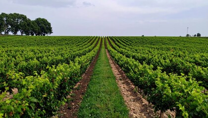 Lush Green Vineyard Rows Under a Cloudy Sky