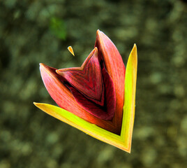 flower on a lily with reflective essence